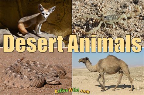 Desert Animals List With Pictures & Amazing Facts | Desert animals ...