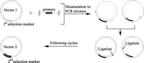 Schematic of swapping selection marker of a plasmid by thermostable DNA ...