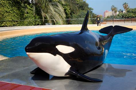 Orca Morgan: A controversial captivity case