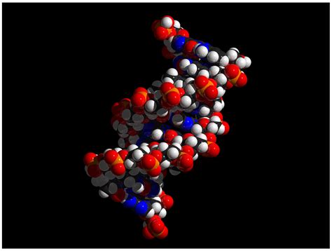 Human Dna Structure