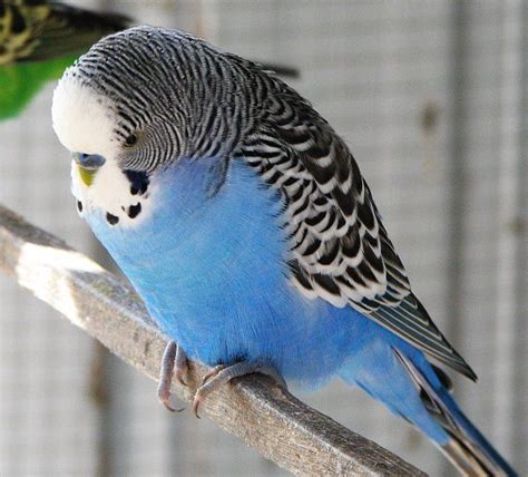 A Tuesday Kind of Miracle | Budgies bird, Budgerigar, Budgies