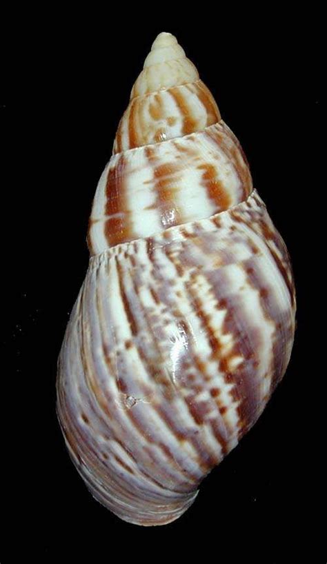 African Land Snail Seashell (Achatinidae Panthera)_ Ranged-Africa ...