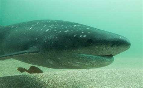 Greenland Shark | Somniosus microcephalus | Shark Database