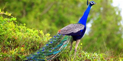 6 Wildlife Sanctuaries Of Goa You Must Visit In Your Next Trip