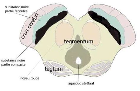 Mesencephalon Anatomy