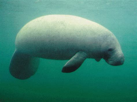 LOOK: Manatee Is No Longer on Endangered Species List - When In Manila