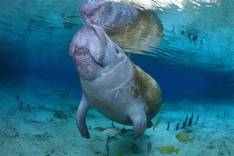 9 Reasons You Can't Help but Love Manatees - Ocean Conservancy