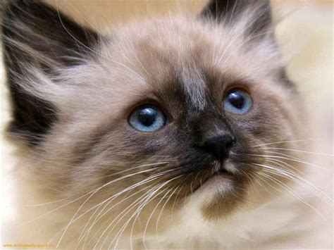 Siamese cats | Cute Cats