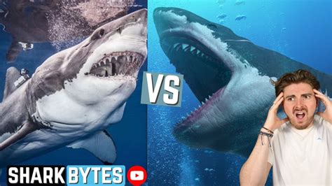 Megalodon Shark Vs Great White Shark