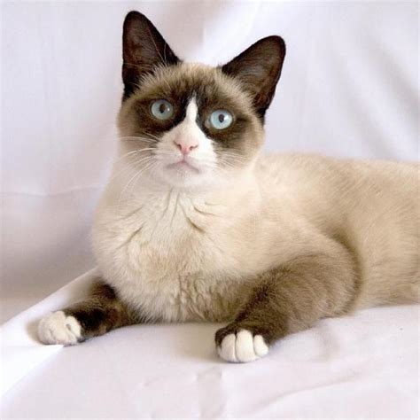 Snow Shoe Cat Breed Info, History, Personality, Care, Kittens, Pictures