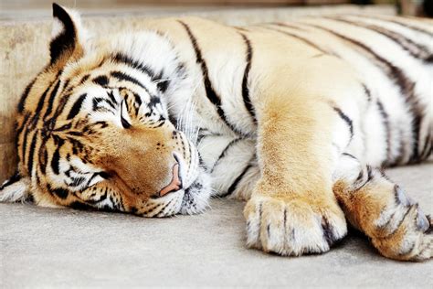 Sleeping Tiger, Chiang Mai, Thailand by Ivanmateev