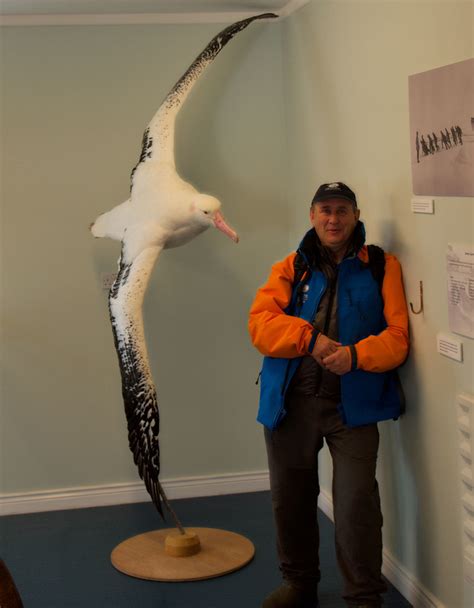 Wandering Albatross, 9ft wingspan | Grytkviken, South Georgi… | Flickr