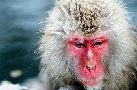 Japanese Macaque wallpapers, Animal, HQ Japanese Macaque pictures | 4K ...