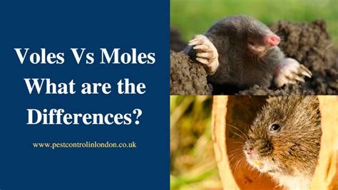 Voles Vs Moles – What are the Differences? - Pest Exterminators