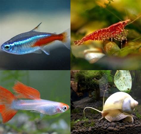 20 Good Amano Shrimp Tank Mates - The Aquarium Keeper