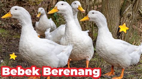 BEBEK BERENANG DI SUNGAI DI KALI RENANG DI AIR BEBEK ASLI BEBEK ADUS ...