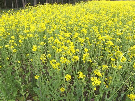 Brassica napus (Oleifera Group) (Oilseed rape, Rapeseed, Summer rape ...