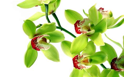 Green orchids, tropical flowers, orchids branch, green flowers, orchid ...