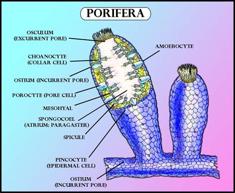 What Is the Function of Collar Cells