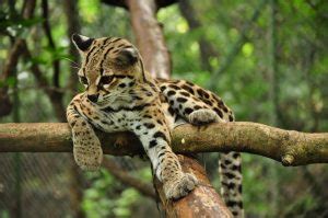 Margay Cat Facts, Size, Habitat, Diet, Kitten, with Pictures