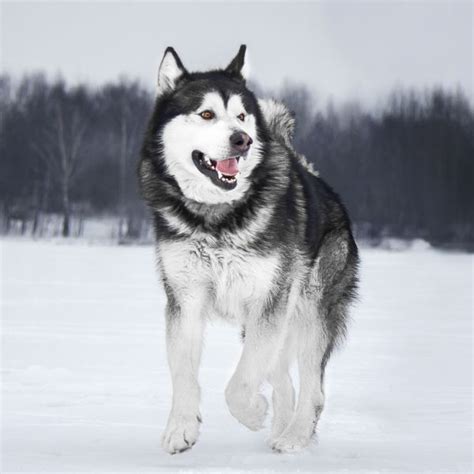 Alaskan Malamute Coat Colors | Coats and Colors