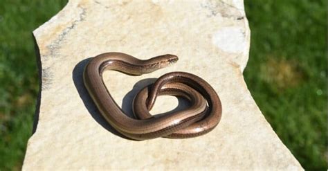 Caecilian - A-Z Animals