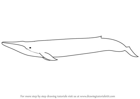 Learn How to Draw a Blue Whale (Other Animals) Step by Step : Drawing ...