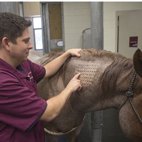 Large Animal Teaching Hospital - Texas A&M Veterinary Medical Teaching ...