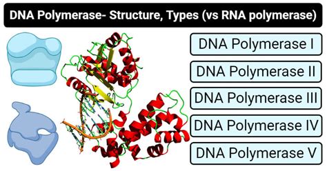 Eukaryotic and Prokaryotic DNA Polymerase