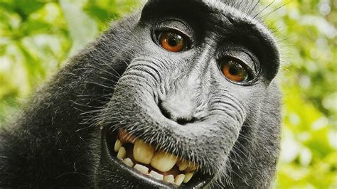 Smiling Monkey Wallpapers - Wallpaper Cave