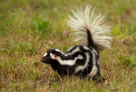 Skunk | Scent, Size, Habitat, & Facts | Britannica