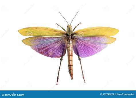 Giant Grasshopper With Wings Isolated On White Background Stock Photo ...