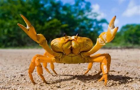 10 Different Types of Crabs – Nayturr