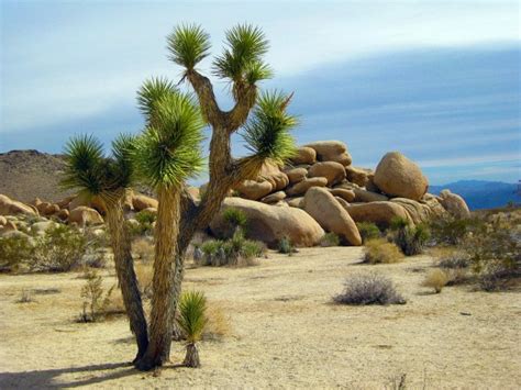 Indian Desert Plants With Names