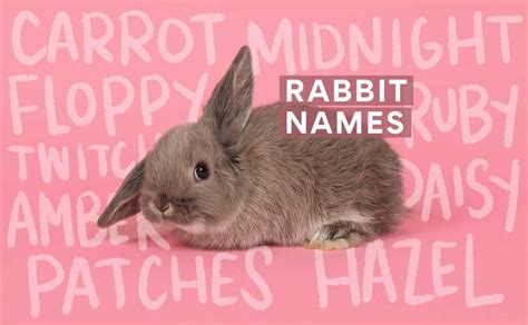 Bunny Names: The 300 Best Rabbit Names | BeChewy