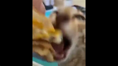 cat eating cheeseburger :D - YouTube