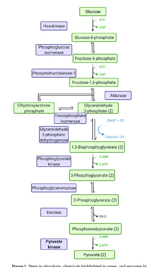 Steps in glycolysis: chemicals highlighted in green, and enzymes ...