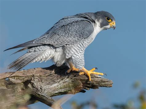 Peregrine Falcon Migration: A Complete Guide | Birdfact