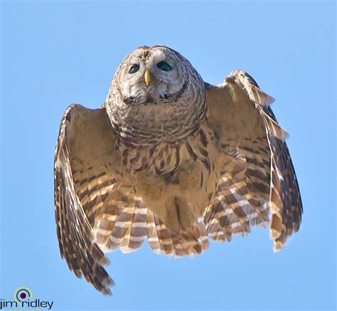 Flying Barred Owl! | Flickr - Photo Sharing!