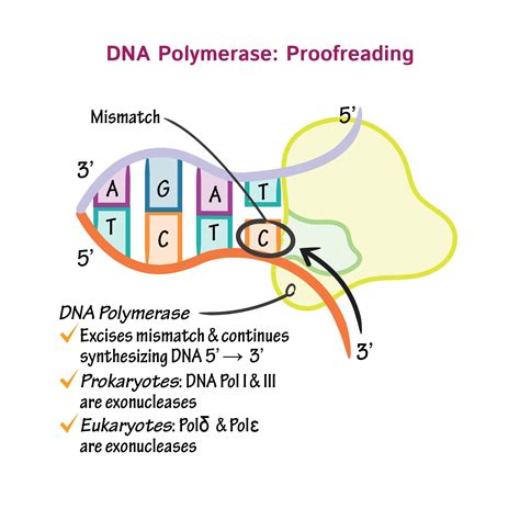 Rna Polymerase Function In Protein Synthesis