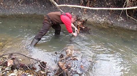 Otter Trapping in small Rocky Creeks - YouTube