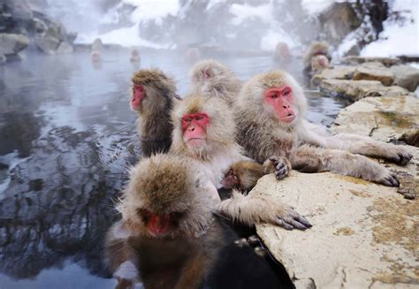 Jigokudani Monkey Park Japan - Explore