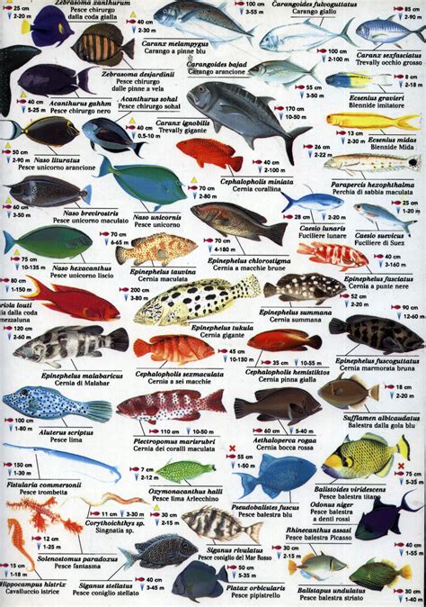 Fish In The Red Sea Guide