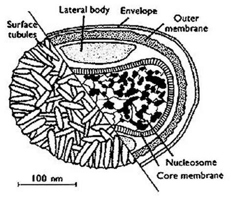 DS / Poxviridae.jpg