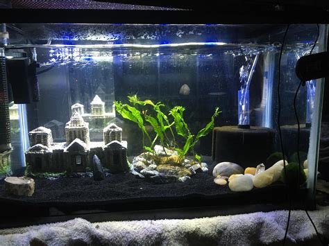 Advice for tank mates for my soon to be cycled shrimp tank : r/shrimptank