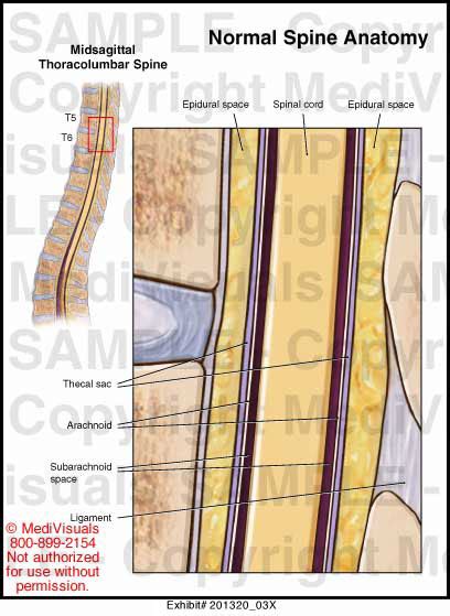 Medivisuals Normal Spine Anatomy Medical Illustration