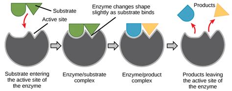 Why Enzymes Are Needed To Control Chemical Reactions Within Cells - ABIEWRT