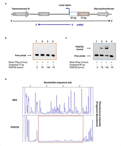 | Gel mobility shift analysis and DNase I footprinting assay of PG0720 ...