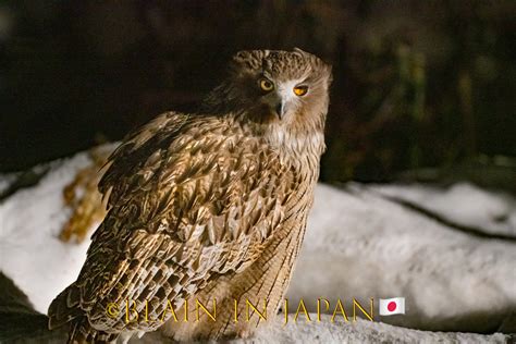 Hokkaido Birding Photo Ops - Blakiston's Fish Owl - Blain Harasymiw ...