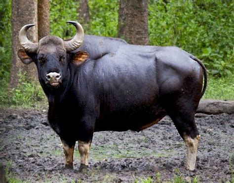 Gaur or Indian Bison (Bos gaurus) - native to Indian sub-continent and ...